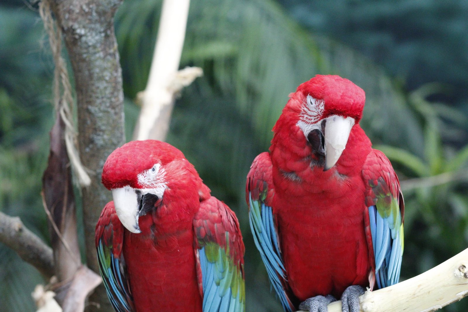Scarlet Companions